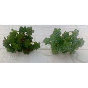 FL CACTO JM89348 L7,5XA9