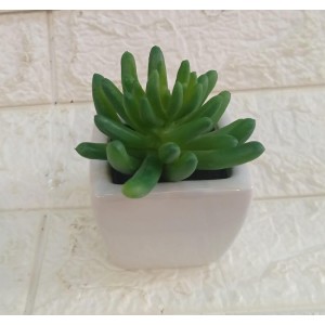 VASO CB0312 SUCULENTA A10CM