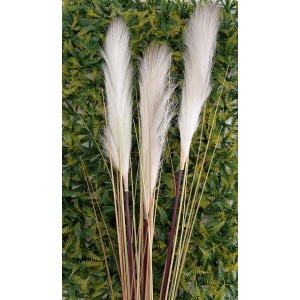 FL HASTE DI0378 CAPIM RABO DE RAPOSA OUTONAL A150CM