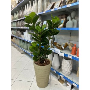 ARVORE COD2386 FICUS LYRATA A120CM