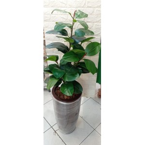 ARVORE 0371-58 FICUS ELASTICA A130CM