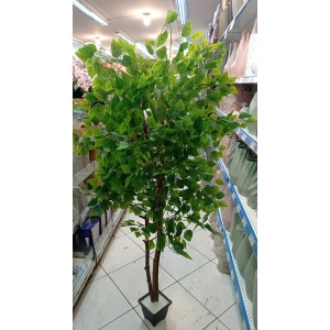 ARVORE FICUS GG APROX 180CM
