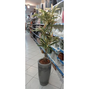 ARVORE 0371-86 DRACENA C/3 HASTES A 170CM