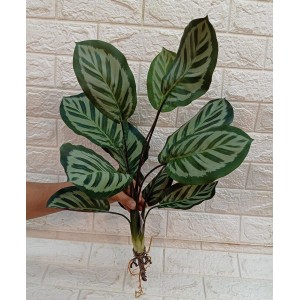 PLANTA DI0323 CALATHEA C/12 GALHOS 62CM