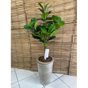 ARVORE DYS2120 FICUS LYRATA A135CM